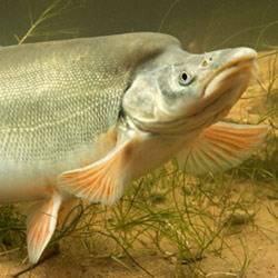 A Humpback Chub In Every Home A Humpback Chub In Every Home