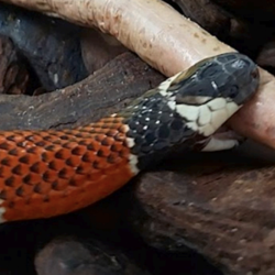 A Dick That Looks Like A Snake That Ate A Pig